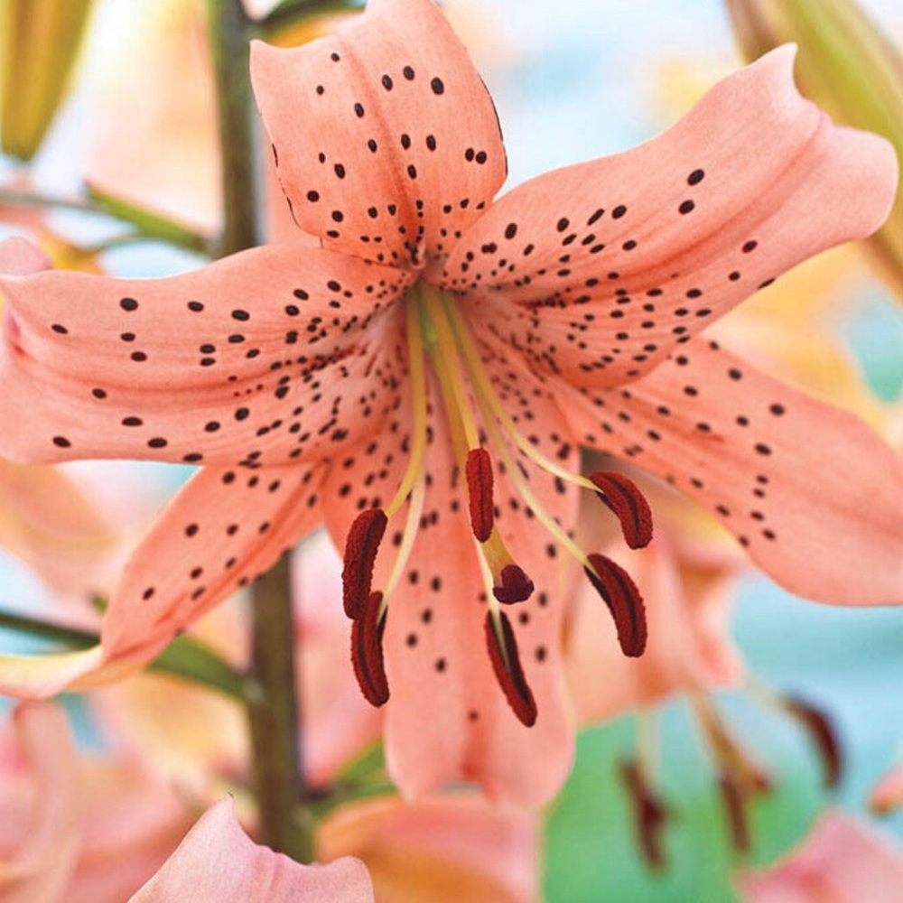 Meet your Posher, Kay